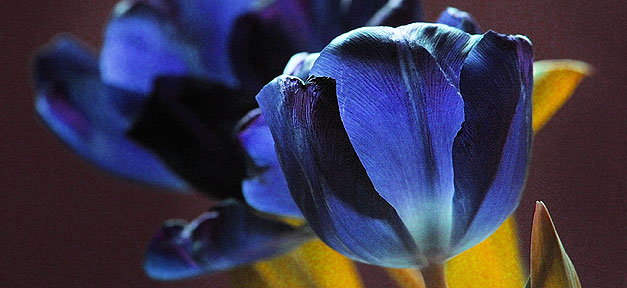 Für Menschen mit Sehnsucht Die Blaue Tulpe © tiegeltuf auf flickr.com (CC 2.0), bearb. MiG
