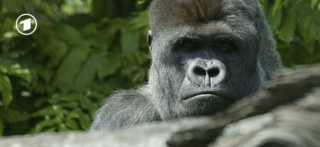 Pandas & Co. statt Livebericht aus dem Bundestag Während im Bundestag über den NSU Abschlussbericht abgestimmt wurde, zeigte ARD Gorillas © Kris Elshout @ flickr.com (CC 2.0), bearb. MiG
