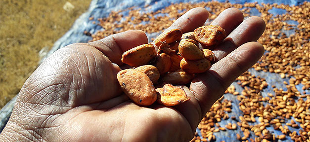 Fairtrade hilft nicht allen Landarbeitern in Afrika Kakao, Kakaobohnen, Hand, Armut, Afrika