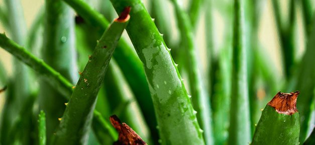 Schönheits-Elixiere made in Afrika Aloe Vera, Pflanze, Aloe Vera Pflanze, Grün