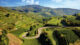 Erstmals Produktion von koscherem Wein in Baden-Württemberg Weinberg, Baden-Württemberg, Wein, Deutschland, Grün, Idylle