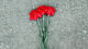 Trauer, Blumen, Asphalt, Gedenken, Tod